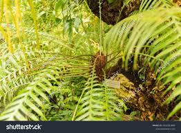 Image result for Blechnum attenuatum