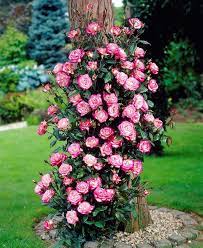 Climbing Handel Rose Root In 2021 Climbing Roses Rooting Roses Plants