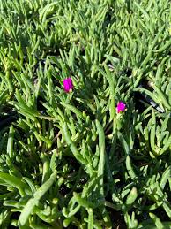Image result for Delosperma mahonii