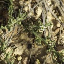 Image result for Coronopus integrifolius