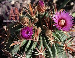 Collectively, these two genera include roughly 40 different species of barrel cactus. Fishhook Barrel Cactus Is Drought Tolerant And Produces Flowers And Fruits