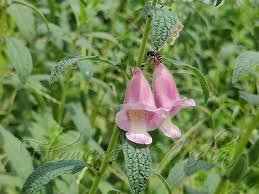 Image result for Sesamum alatum