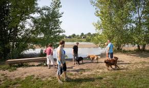 Maybe you would like to learn more about one of these? Everything You Need To Know About Licensing Your Pet Walking Them And Keeping Them Safe Metro Guide Omaha Com