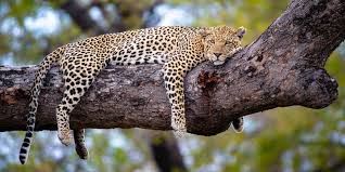 Serengeti National Park | kilimanjaro unforgettable