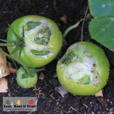 Rats are very picky eaters, but they're open to meal diversity if their preferred foods aren't readily available. Possums Or Rats Eating Tomatoes Leaf Root Fruit Gardening Services