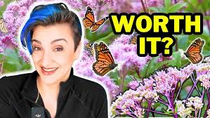 An Introduction to Gateway Joe Pye Weed with Tavia Brown