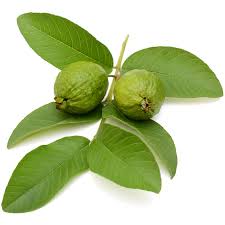 Image result for Psidium guajava