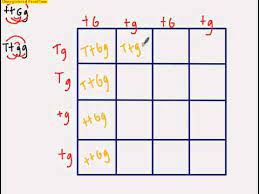 Dihybrid Punnett Square Youtube
