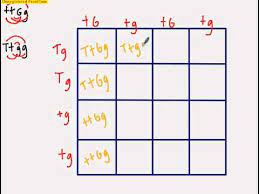 Some of the worksheets for this concept are punnett square cheat, biology 3a practice genetics trihybrid cross dimples are, punnett squares dihybrid crosses, chapter 10 dihybrid cross work, dihybrid cross work, dihybrid cross, aa ee ii mm bb ff jj nn cc gg. Dihybrid Punnett Square Youtube