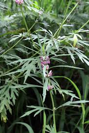 Image result for Leonurus japonicus