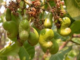 Image result for Anacardium occidentale