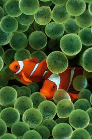 Black And White Striped Saltwater Fish Florida Clown Fish In Bubble Coral These Were My Favorite Salt Water Fish I Miss My Tank With Images Clown Fish Fish Wallpaper Beautiful Fish