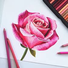 Pin By Raman On Art Craft In 2020 Rose Drawing Roses Drawing Flower Drawing