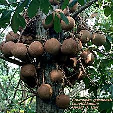 Image result for Lecythidaceae