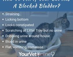 When Your Cat Is Straining To Urinate What To Do If Your Cat Has A Blocked Bladder Your Vet Online In 2020 Bladder Cats Emergency Vet