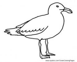 The california seagulls coloring page also available in pdf file. Ocean Animal Facts And Coloring Pages Ocean Animals Animal Facts Most Beautiful Animals