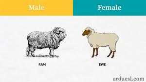 A gander is a male goose, and also an insult meaning simpleton, a bit like calling someone a silly goose. Masculine And Feminine Gender Of Animals List Ultimate Gender List