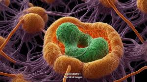 Image result for Filoviridae