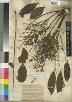 Image result for Antrocaryon