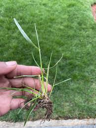 Image result for Digitaria compressa