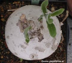 Image result for Raphionacme madiensis