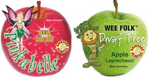 Maybe you would like to learn more about one of these? Apple Multi Graft Pinkabelle Leprechaun Dwarf Potted Perth Wa Online Garden Centre