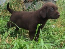 The (/ ð ə, ð iː / ()) is a grammatical article in english, denoting persons or things already mentioned, under discussion, implied or otherwise presumed familiar to listeners, readers or speakers. Chocolate Lab Pups Pets And Animals For Sale North Carolina