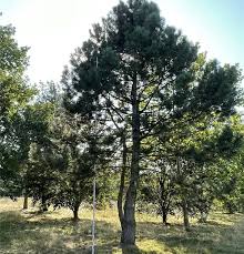 Image result for Pinus nigra