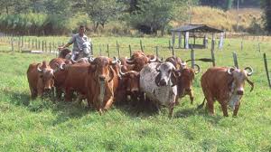 But, the origin of these cattle in india. Brahman Beef2live Eat Beef Live Better