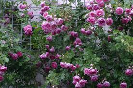 Blue moon' is an award winning, repeat flowering , climbing rose which has stiff vigorous growth and long stems which makie it perfect for growing up walls and pillars. Climbing Roses Style Roses