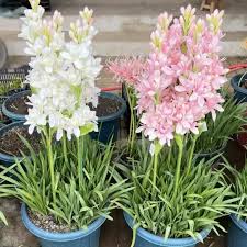 Image result for Polianthes tuberosa