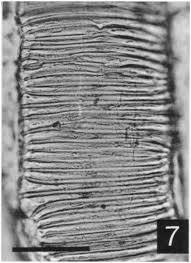 Image result for Mohria lepigera