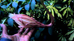 Epiphyllum oxypetalum, also known as kadupul or queen of the night, is considered one of the most expensive flowers in the world, due to its rarity, fragrance and the fact that it doesn't survive long enough to even be picked. The Queen Of The Night Orchid Epiphyllum Youtube