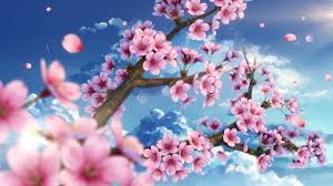 Maybe you would like to learn more about one of these? 2560x1440 Cherry Blossom Wallpapers Top Free 2560x1440 Cherry Blossom Backgrounds Wallpaperaccess