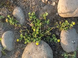 Image result for Grangea maderaspatana