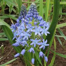 Image result for Scilla