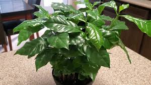 Coffea arabica, also known as the coffee plant, is a species of flowering plants in the coffea genus. How To Take Care Of A Coffee Plant Donna Joshi Youtube