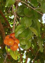 Image result for Strychnos