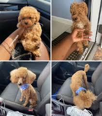The shaved and summer cuts are perfect for bernedoodles who live in warm climates. 86 Times People Took Their Dogs To The Groomers And Thought They Got Back A Different Dog Laptrinhx News
