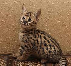 Savannah Kitten Redux Kitten Savannah Kitten Savannah Chat Savannah Cat