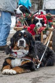 Find puppies near you by searching by breed, state, and city. Bernese Mountain Dog Seen In Breckenridge Colorado At The Christmas Parade By Juliet Burmese Mountain Dogs Dogs Bernese Mountain Dog