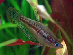Female Betta And Honey Gouramis Betta Fish Forum 97309