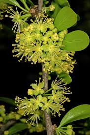 Image result for Dovyalis afra