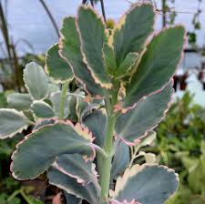 Image result for Kalanchoe fedtschenkoi