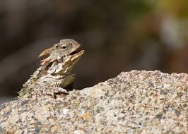 Yet, exceptional specimens do occasionally occur. 17 Pets You Can Legally Own That Look Like Dragons Pethelpful