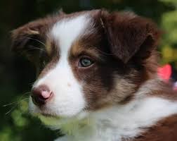 Border collie puppies for sale 5 boys left 3 merl 2 black and white stunning markings on them. Border Collie Dogs And Breeders In Canada Canadogs