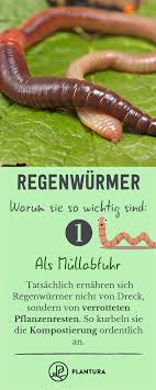 Regenwurmer Im Garten 5 Grunde Warum Regenwurmer So Wichtig Sind Plantura Regenwurm Kompostierung Wurmkompost