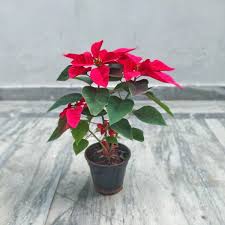 Indoor plants all categories deals alexa skills amazon devices amazon fashion amazon fresh amazon pantry appliances apps & games baby beauty books car & motorbike clothing & accessories collectibles computers & accessories electronics. Buy Red Poinsettia Online In India Plantdecors Com