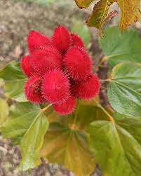 Image result for Bixa orellana