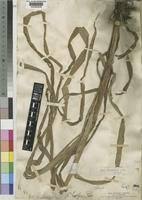 Image result for Cyperus glaucophyllus